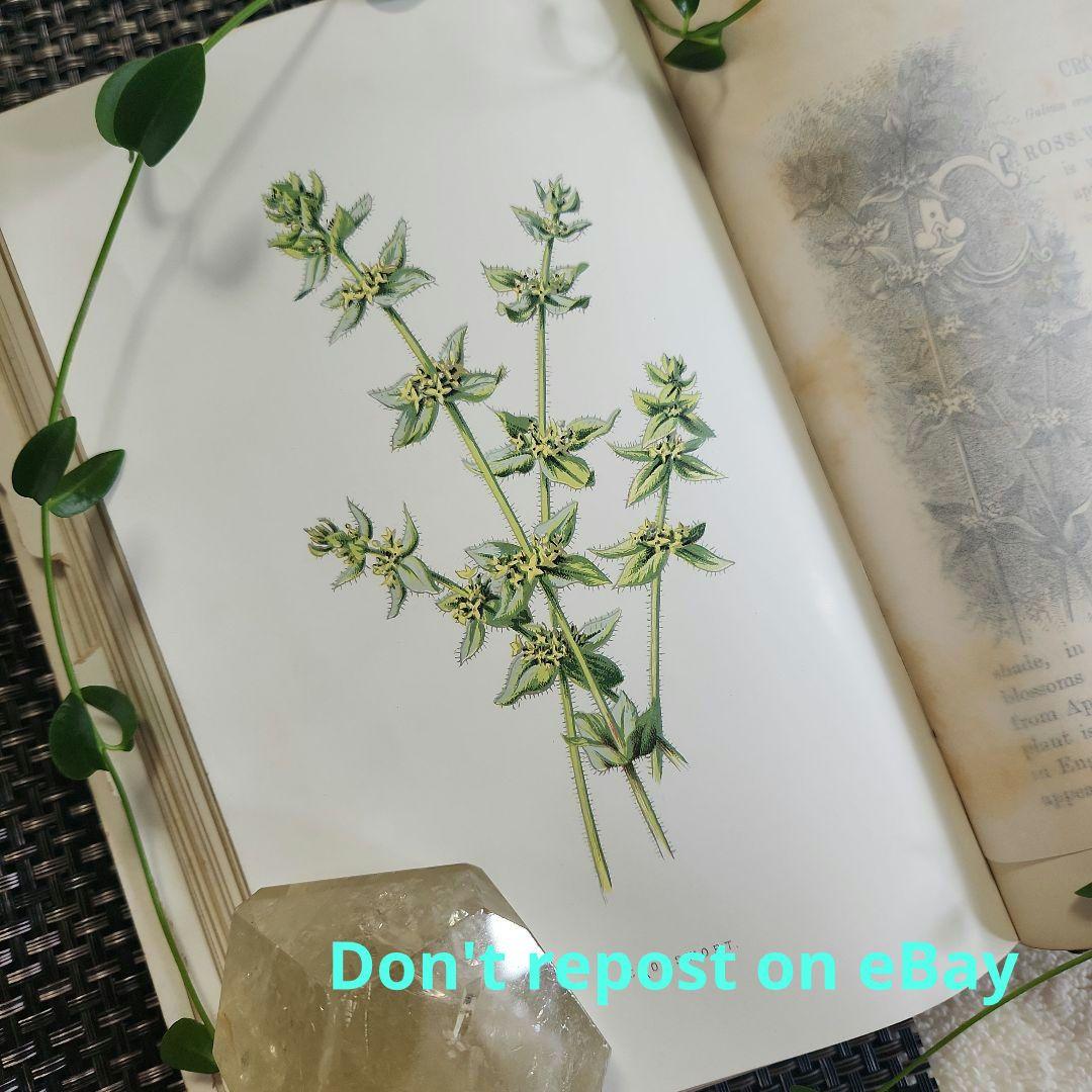 植物図鑑　洋書　古書　ボタニカルアート　アンティーク　リトグラフ　24