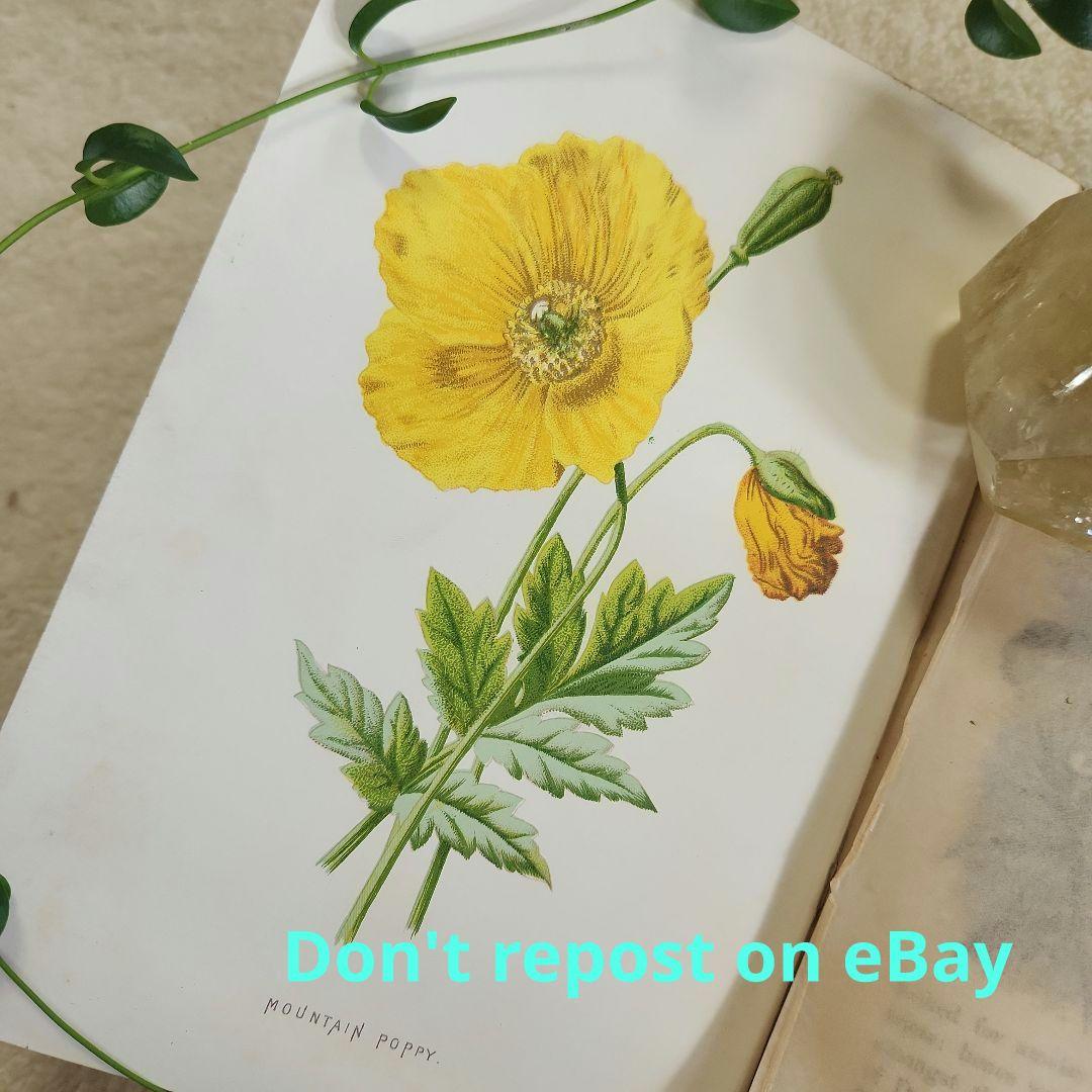 植物図鑑　洋書　古書　ボタニカルアート　アンティーク　リトグラフ　24