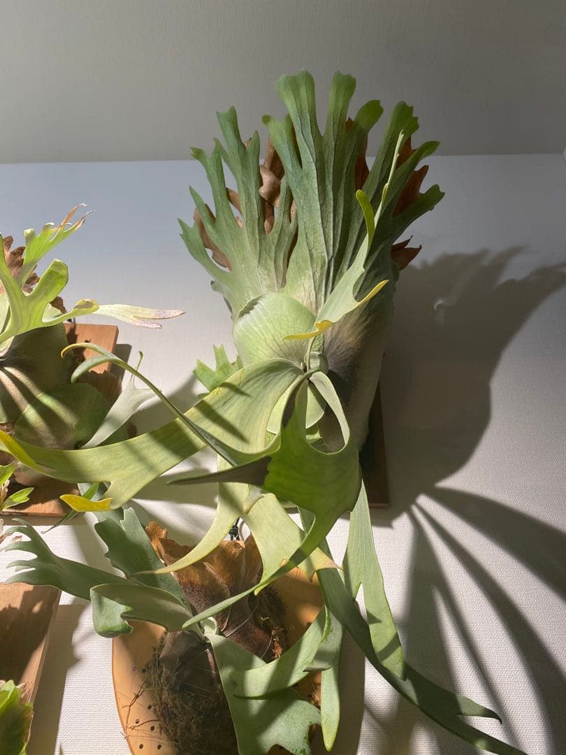 全長約90cm 超大型親株 P. willinckii 'Hualian'