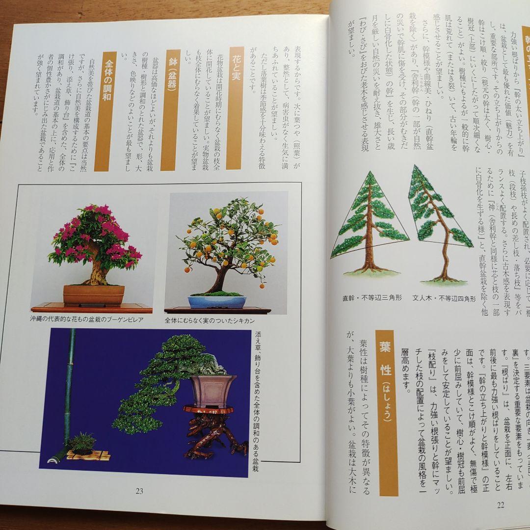 楽しい沖縄の盆栽づくり
