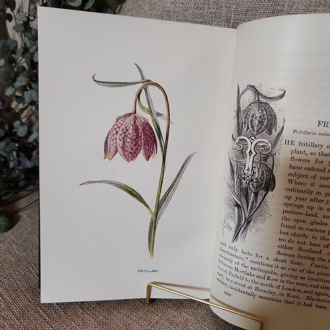 植物図鑑　洋書　古書　アンティーク　Familar Wild Flowers⑤