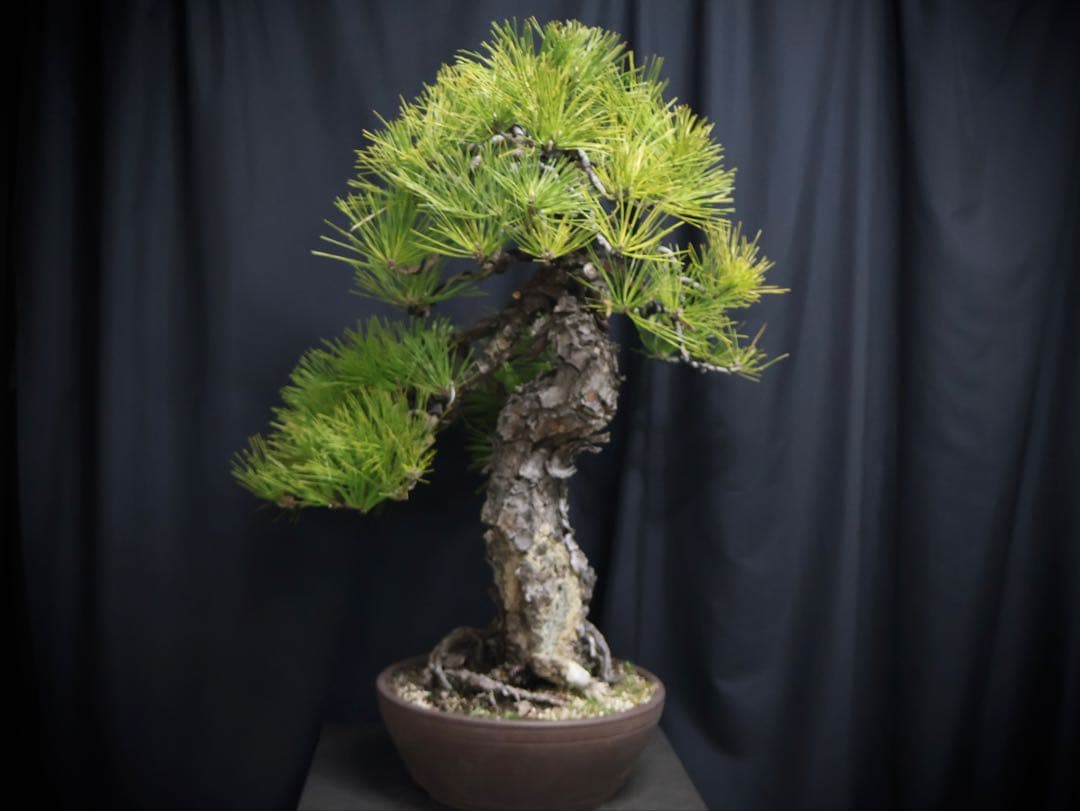 黒松　山採り　激古　大品　大型　幹芸　盆栽