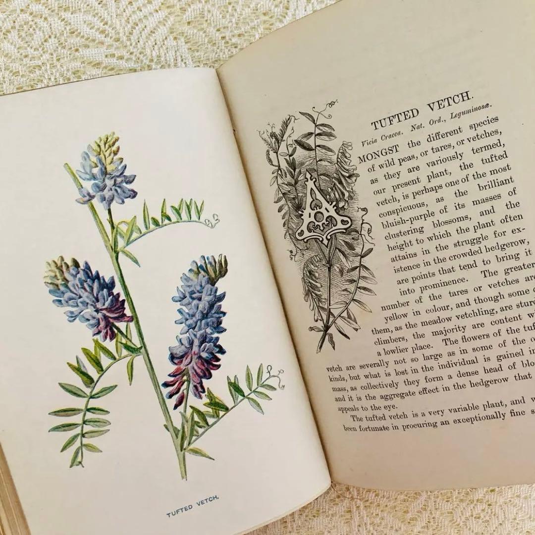 洋書古書　希少　Familiar Wild Flowers　アンティーク植物図鑑