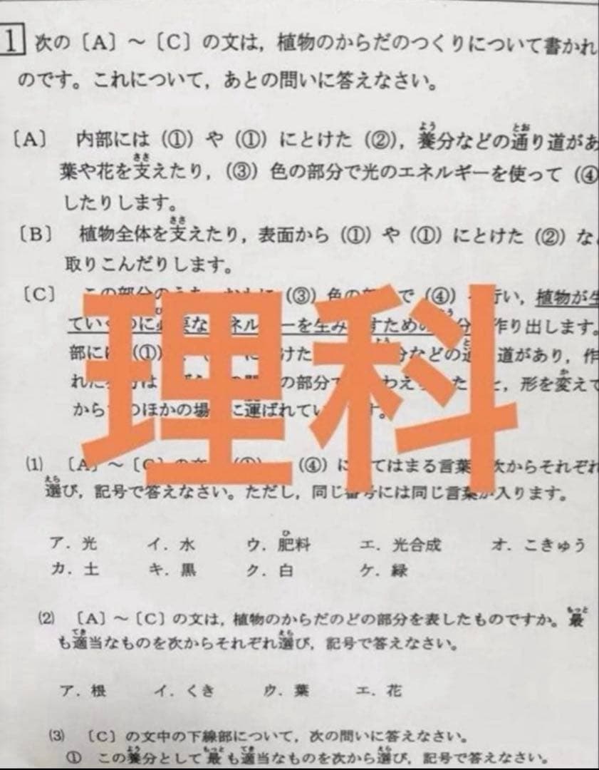 こまつな様