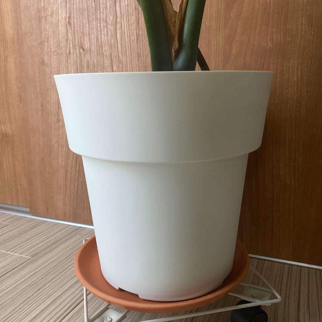 手渡しのみ　モンステラ　鉢ごと　植え替え済み