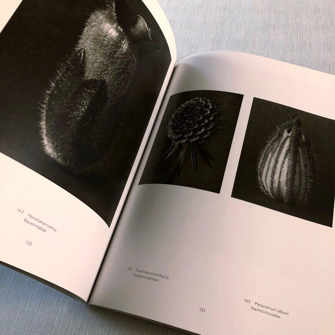 Karl Blossfeldt Fotografie カールブロスフェルト