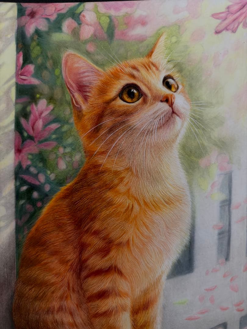 色鉛筆画A4 春を見つめる猫