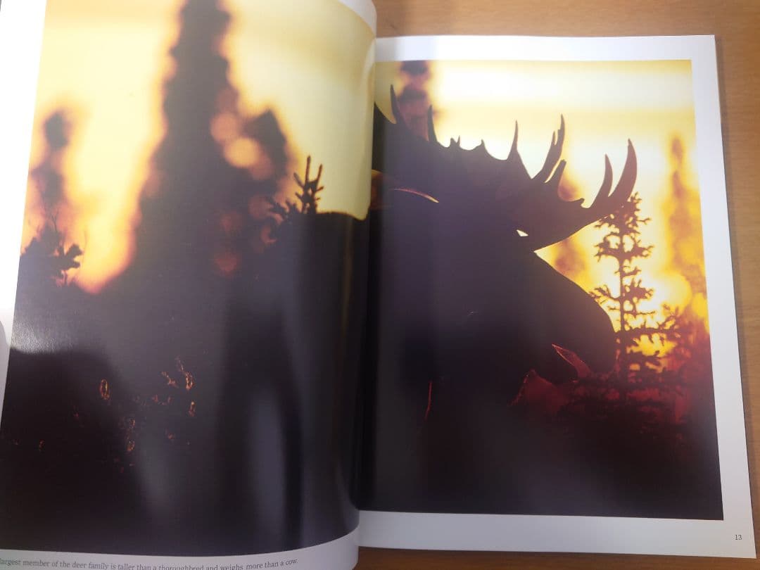 【美品】星野道夫　GRIZZLY & MOOSE 写真集2冊セット