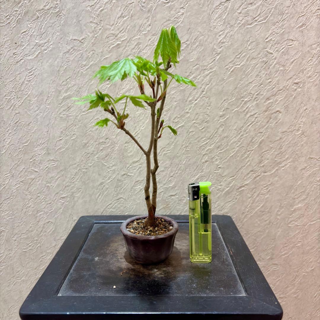 樹高17㎝　ハウチワカエデ　小品　盆栽　真柏　黒松　五葉松　桜　薔薇　オリーブ