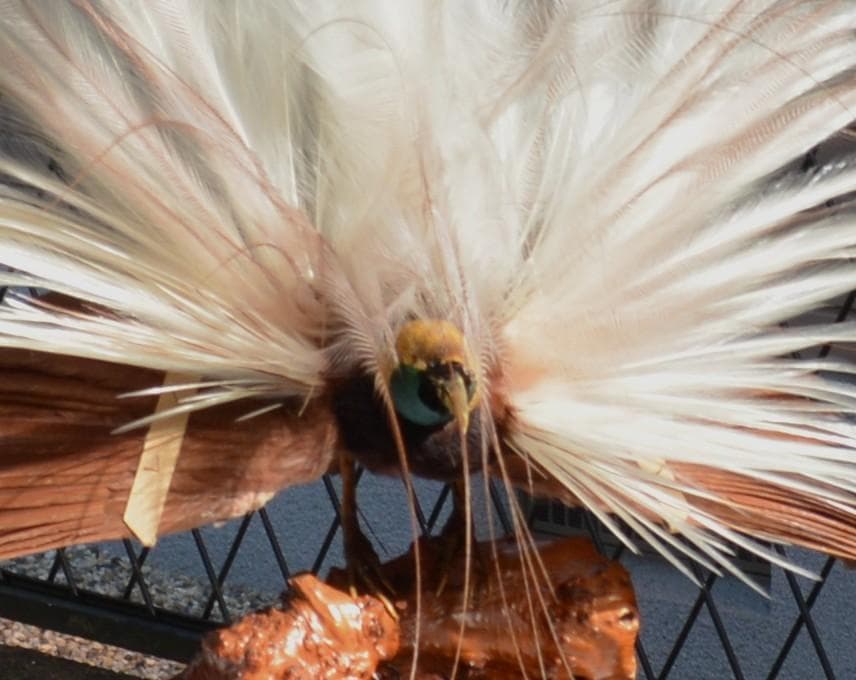 最終　剥製　鳥　極楽長　オオフウチョウ　インテリア　置物　幸福　金運