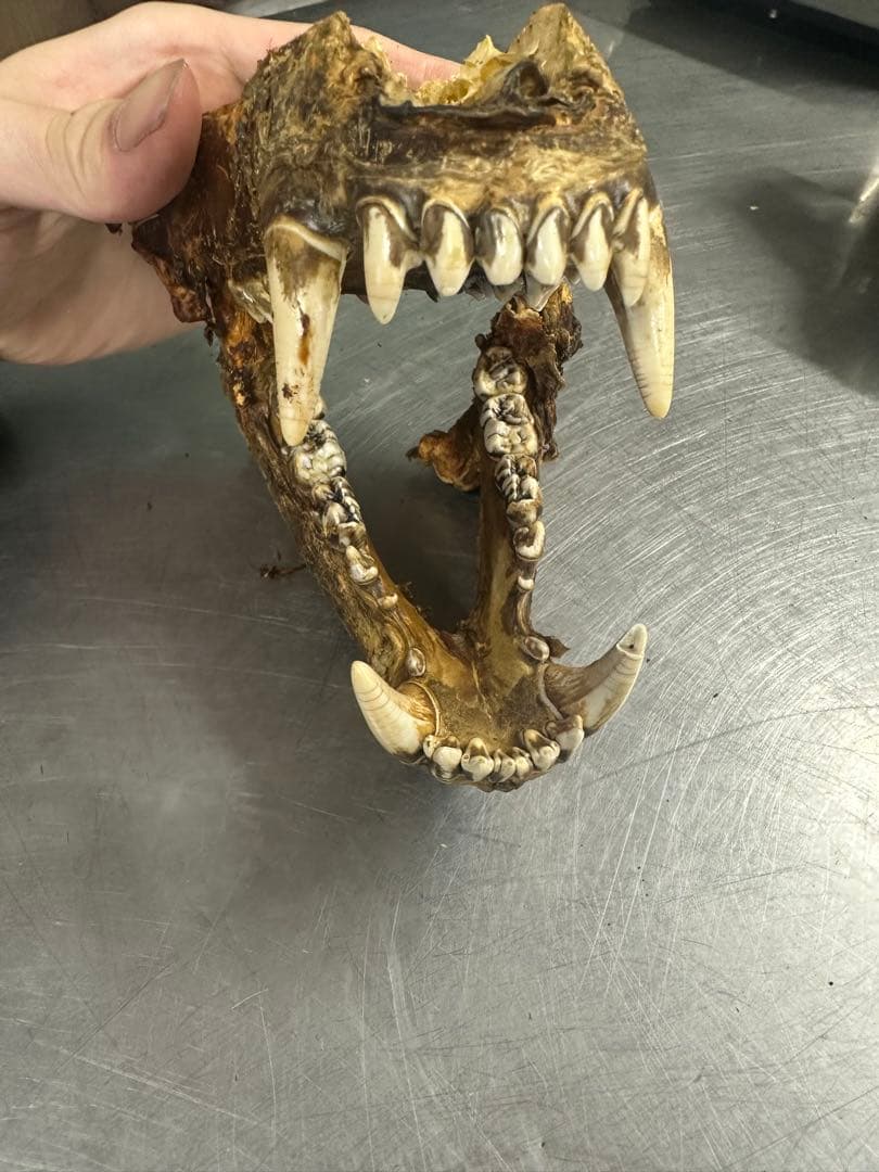 ヒグの牙
