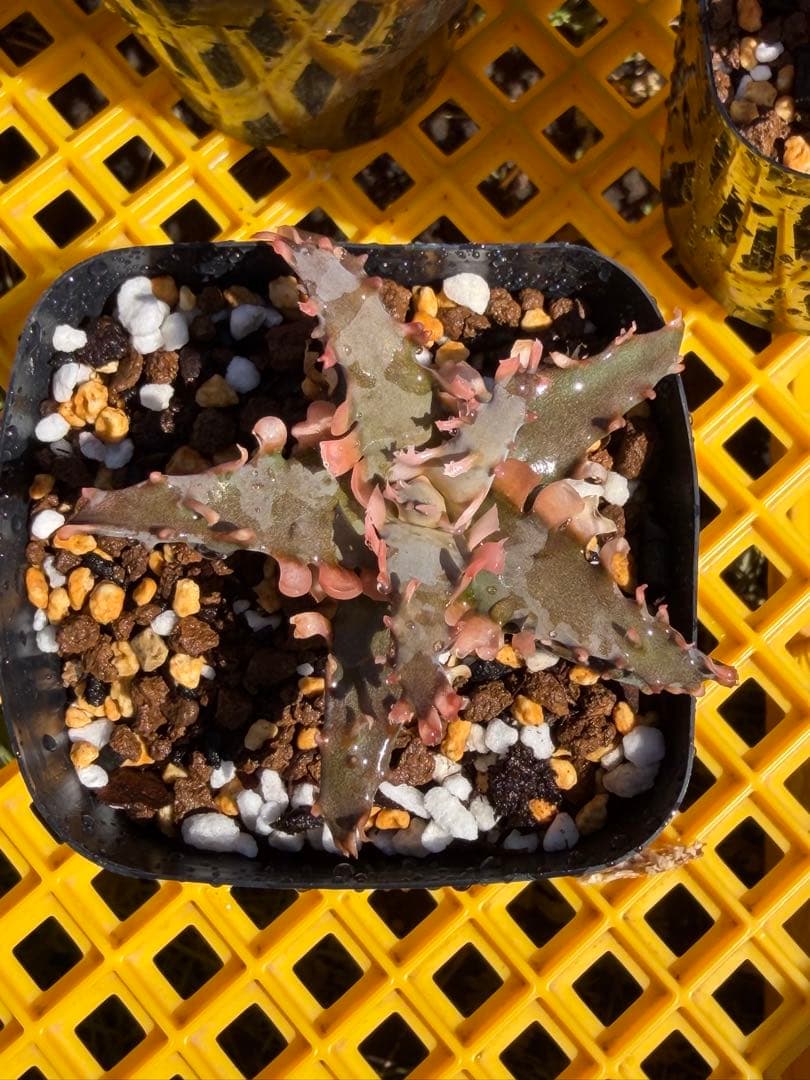 アロエ　ハイブリッド　Aloe hybrid 第四種　Maー40