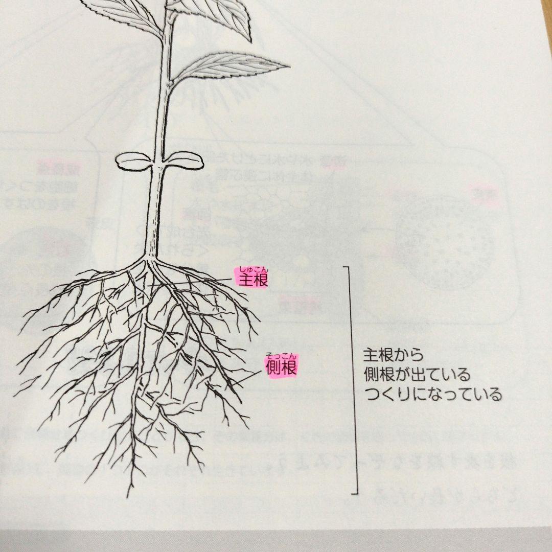 2025年度　中学受験　日能研5年　国語　算数　理科　社会　ステージⅢ　本科教室