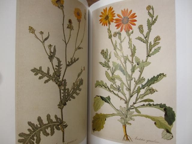 アート・デザイン・音楽 Masterpieces of Botanical Illustration