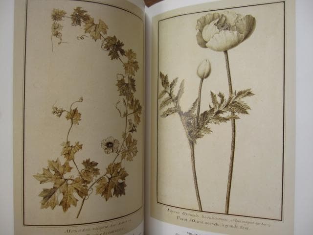 アート・デザイン・音楽 Masterpieces of Botanical Illustration