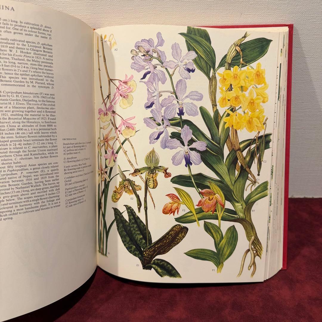 1210B⑩1970年初版植物図鑑　ジャンクジャーナル　ボタンニカル　洋書古書