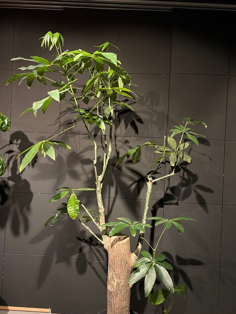 【極太幹・存在感抜群】パキラ 観葉植物／特大サイズ 引き取り限定
