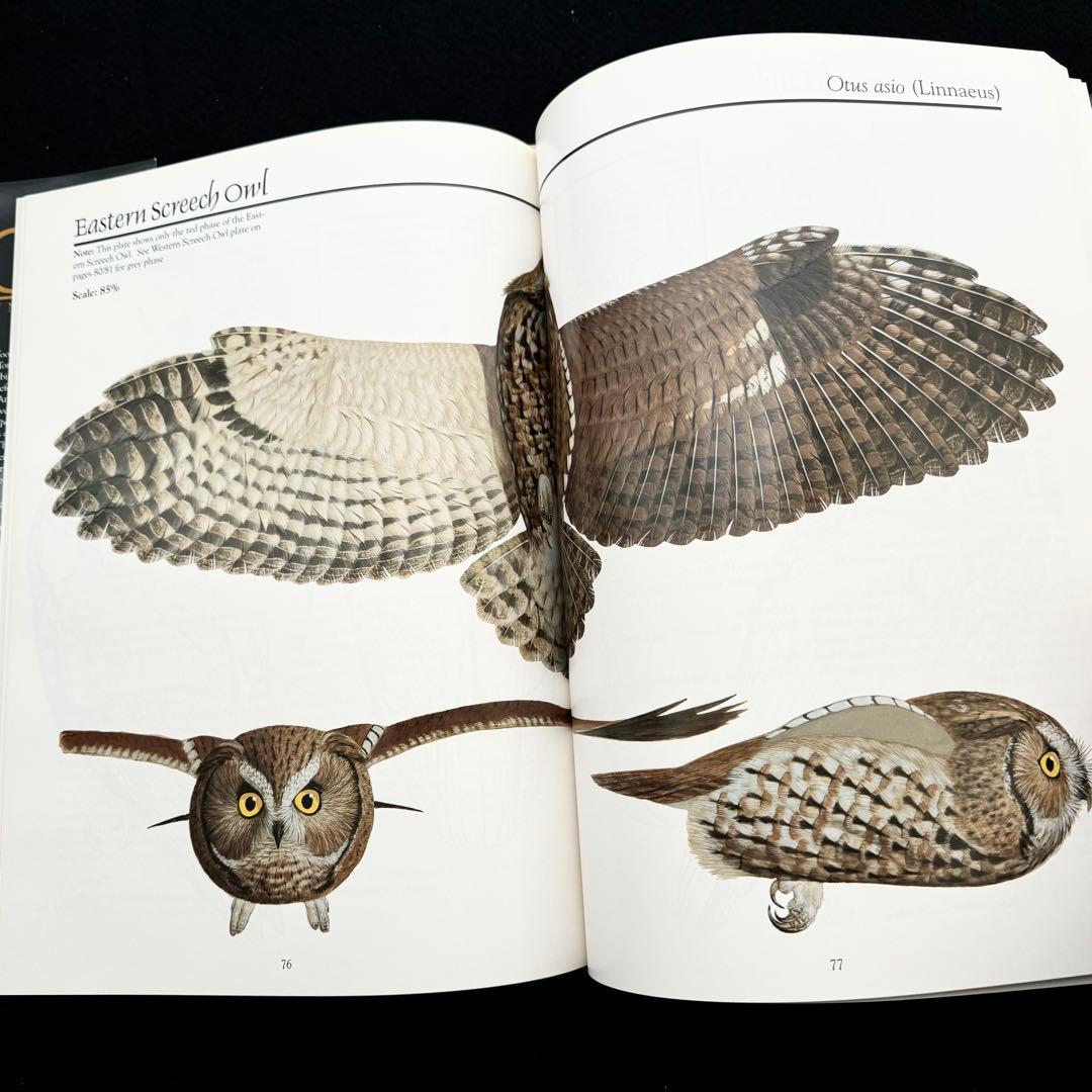 北米のフクロウ 絵画と彫刻 作品集「Owls of North America」