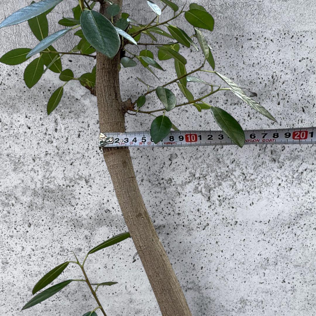 フランスゴムの木 フィカス•ルビギノーサ♪ 152cm リビングサイズ♪