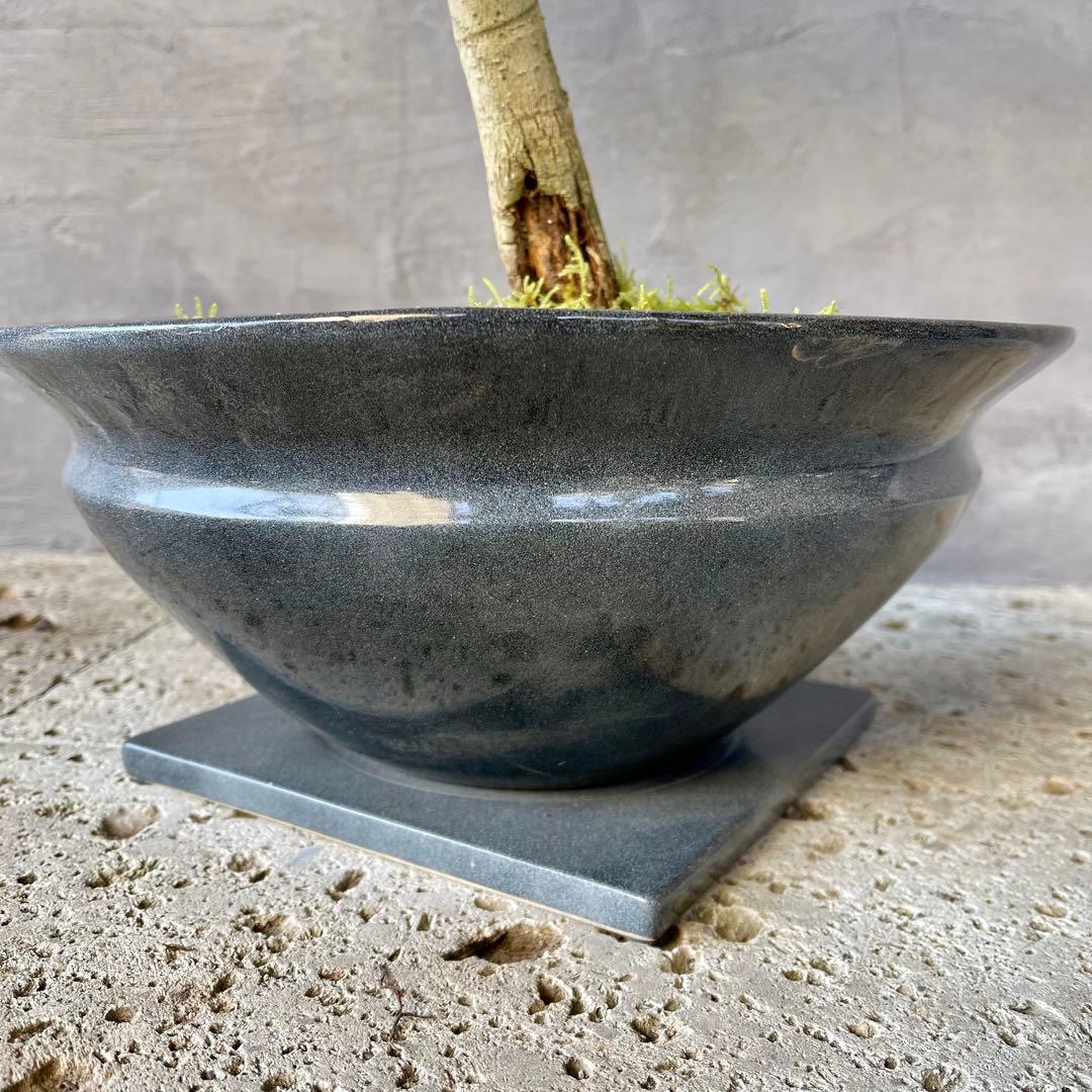 【こだわり樹形】　フィカス　ベンガレンシス　盆栽仕立て　陶器鉢　植え込み発送