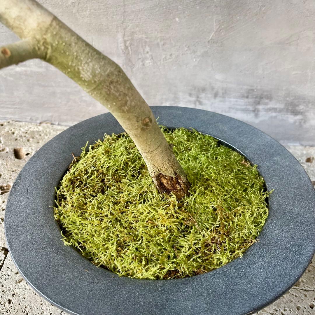 【こだわり樹形】　フィカス　ベンガレンシス　盆栽仕立て　陶器鉢　植え込み発送