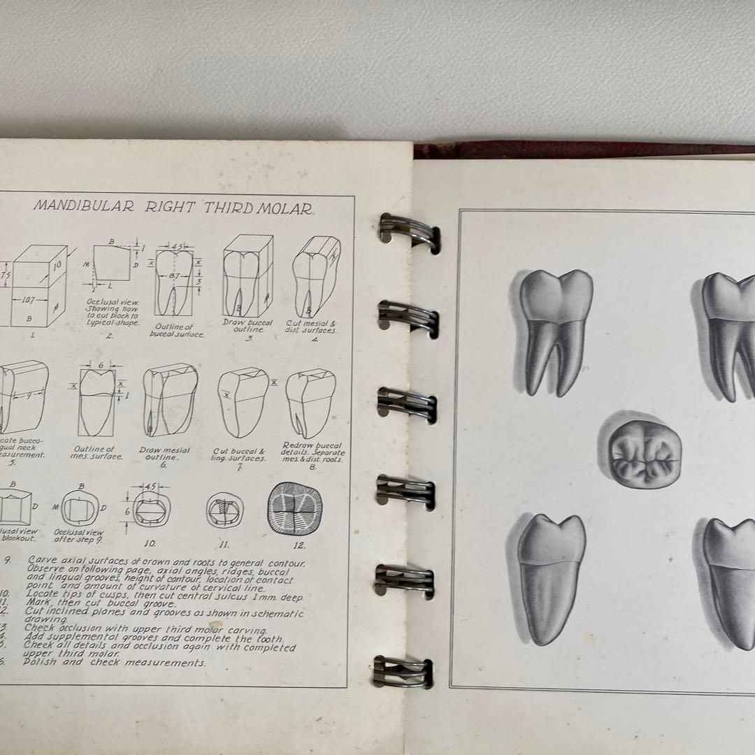1948-49年 米国歯科 カービング教材 完品