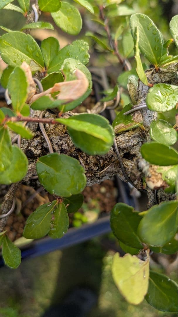 ハリツルマサキ（マッコウ）荒れ肌　ボコボコ