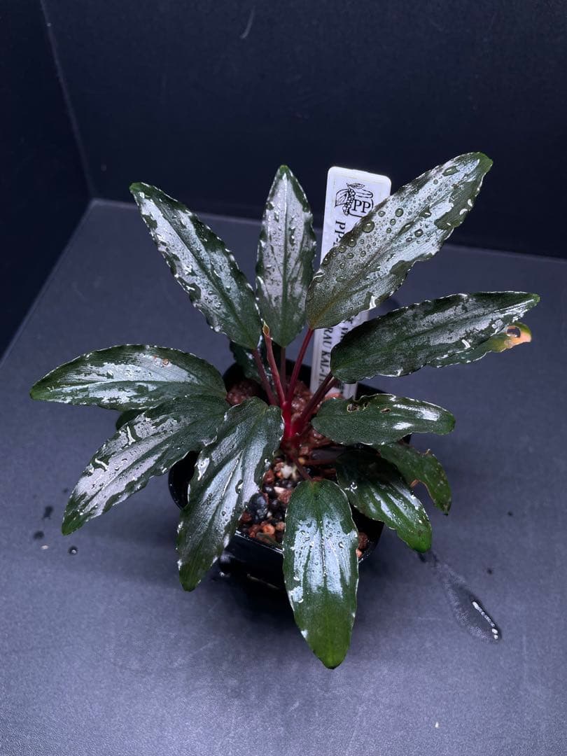 Homalomena aff. vittifolia \"赤備\" ホマロメナ 赤軸