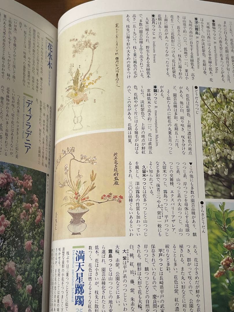 華道の先生のお薦め　四季別いけばな花材事典　講談社　華道茶道に必携