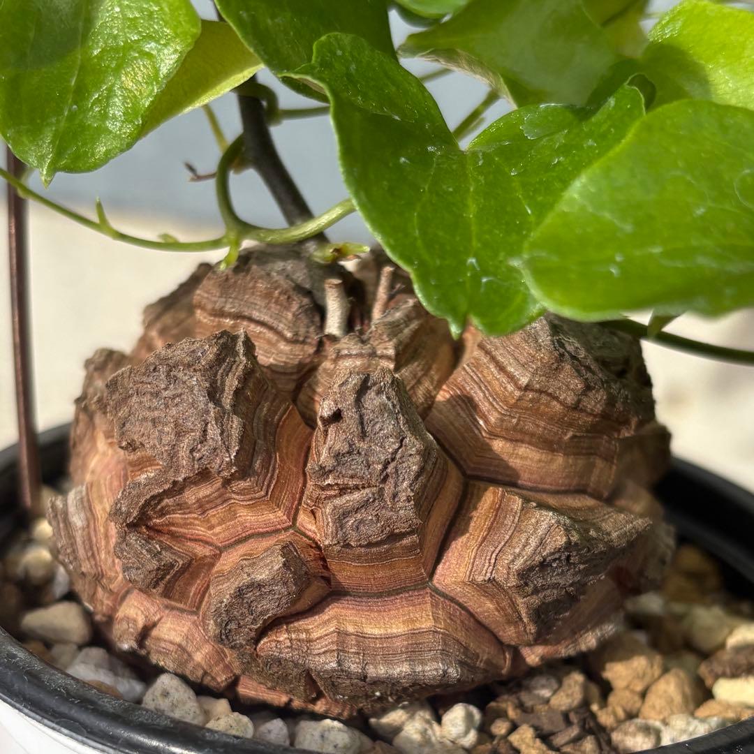 No.701 Dioscorea elephantipes アフリカ亀甲竜　実生