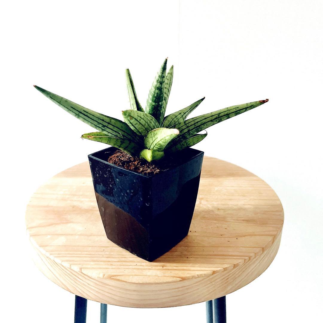 サンスベリア ヘリオスドワーフ 3号 希少 観葉植物 calm cafe