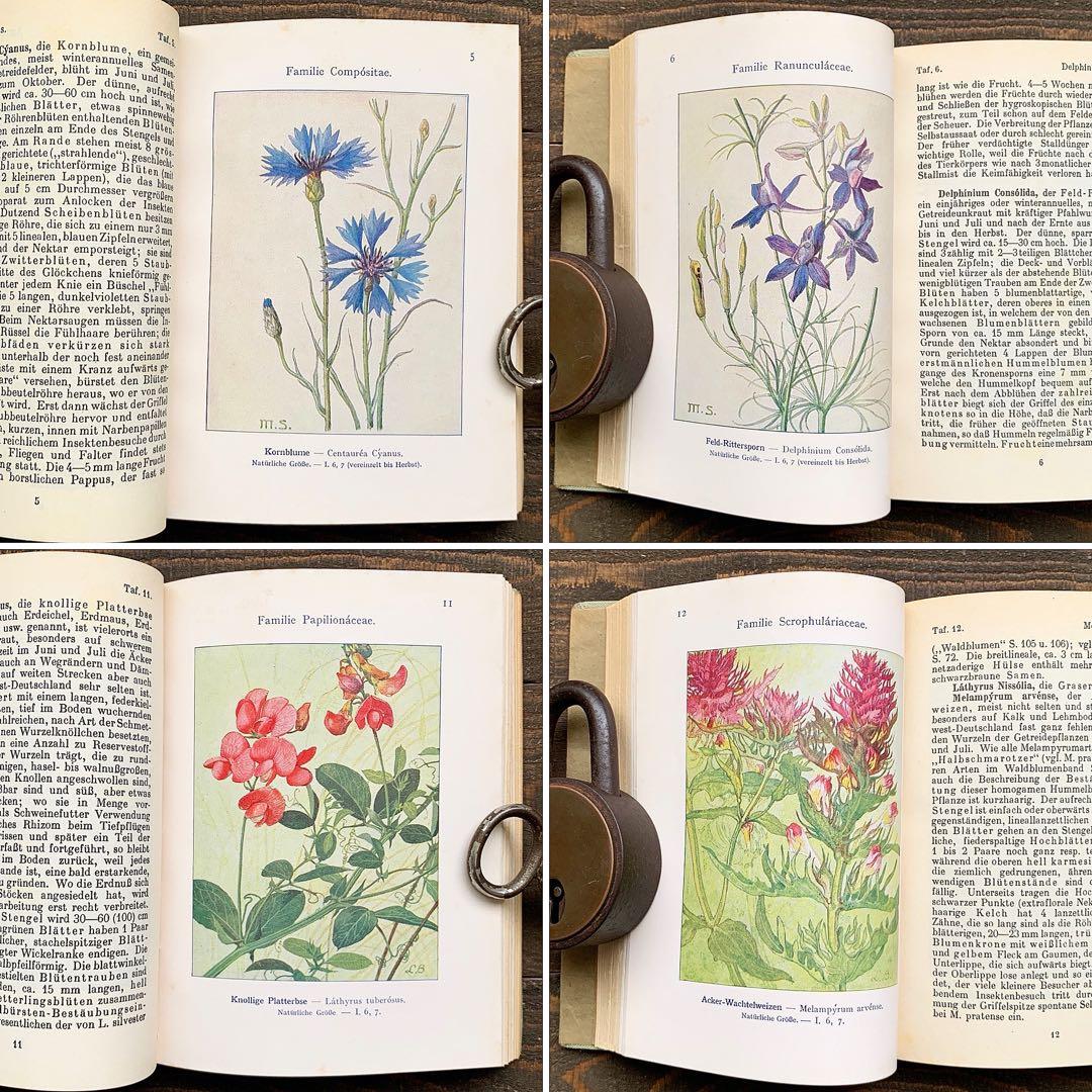 [1926年]ドイツの古い植物図鑑/植物画 ボタニカルアート アンティーク/