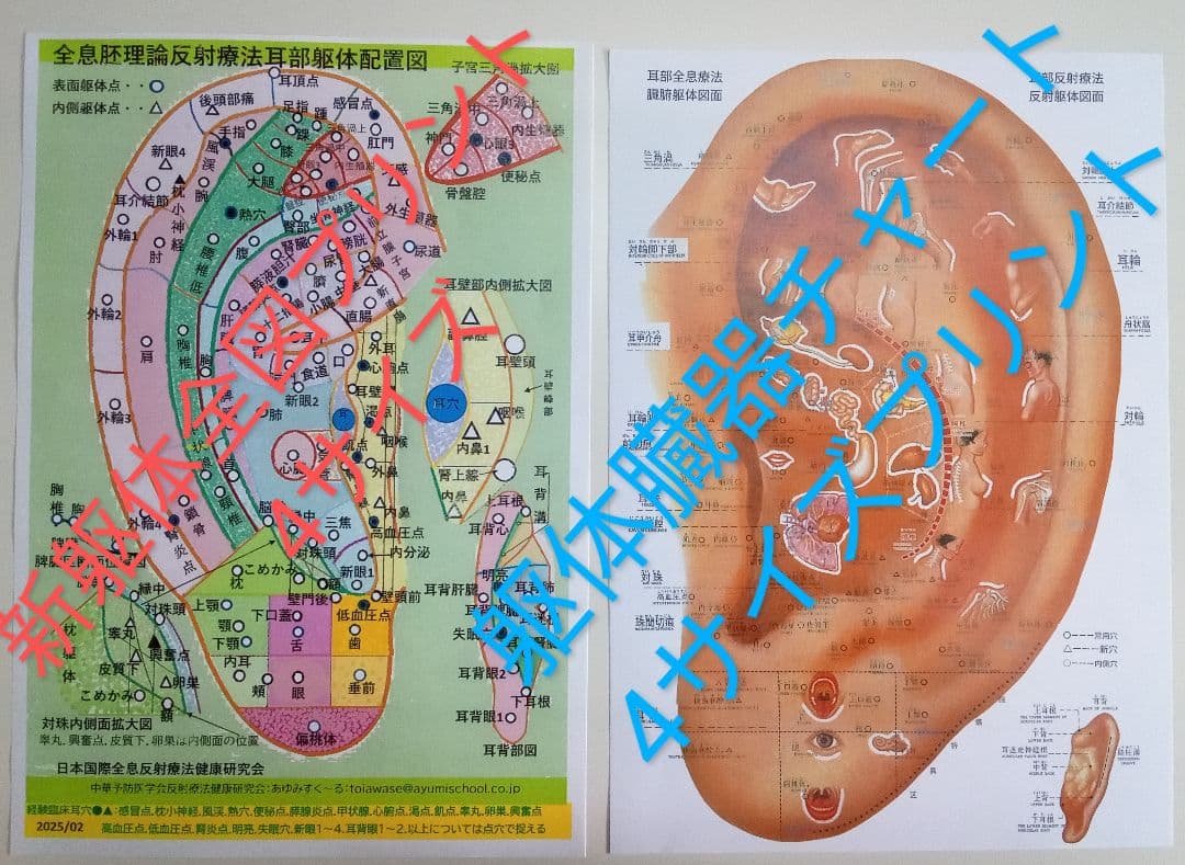 Bc:耳つぼ：耳臨床54例集+臓器/躯体ラミネート+解説冊子/プリント13set