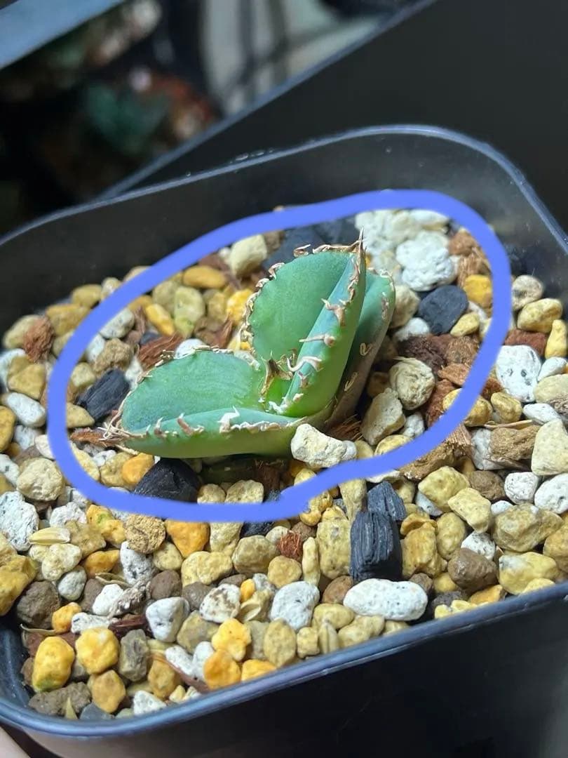 アガベ　チタノタ　CJ plants産　CJ13