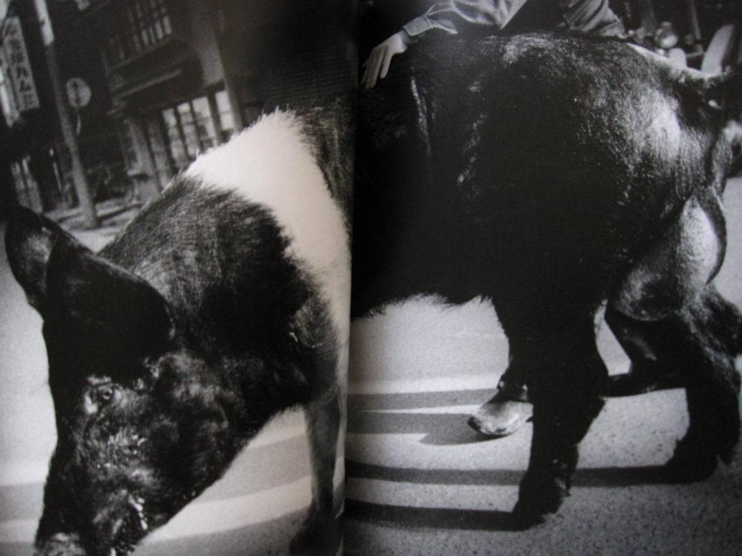 Daido Moriyama　The World through My Eyes