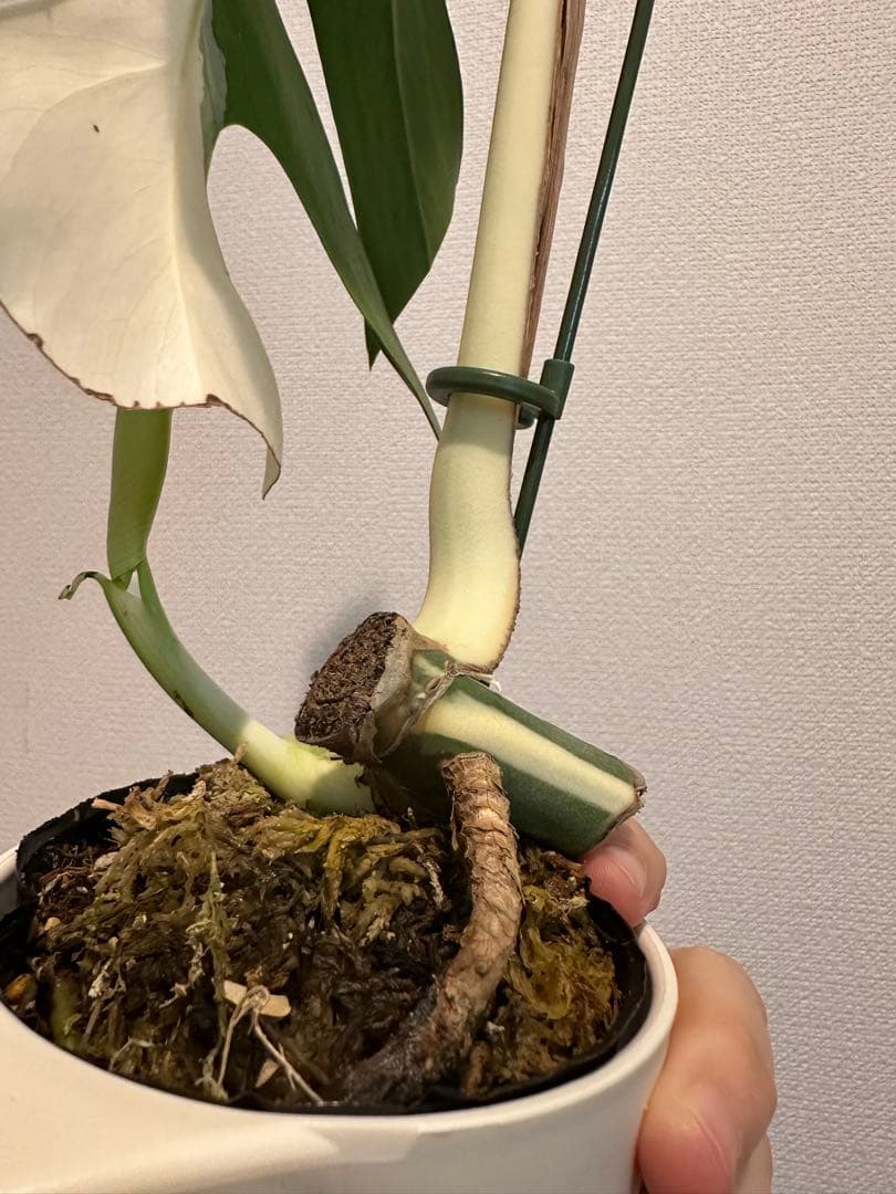 2枚葉　しっかり根張り　斑入りモンステラ　ハーフムーン　発根済み