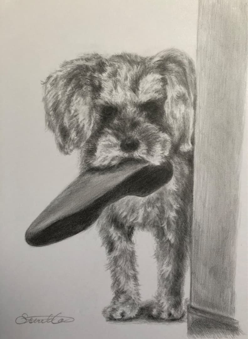 専用【原画】 犬の絵　シュナウザー、鉛筆画