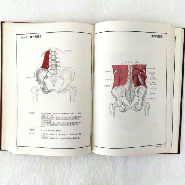 【良品・絶版】チャートブック／ 骨格筋の解剖 ／医学博士 川原群大 編著