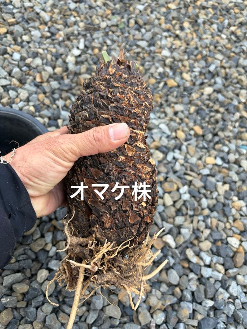蘇鉄　ソテツ　5株セット　発根済み　抜き苗　オマケ1株付き　鹿児島❗️
