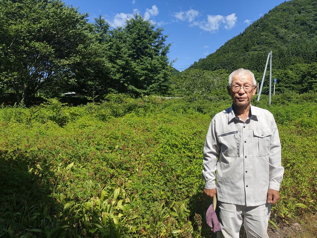 【！随時発送中！】6年物 50本　行者にんにくの苗根