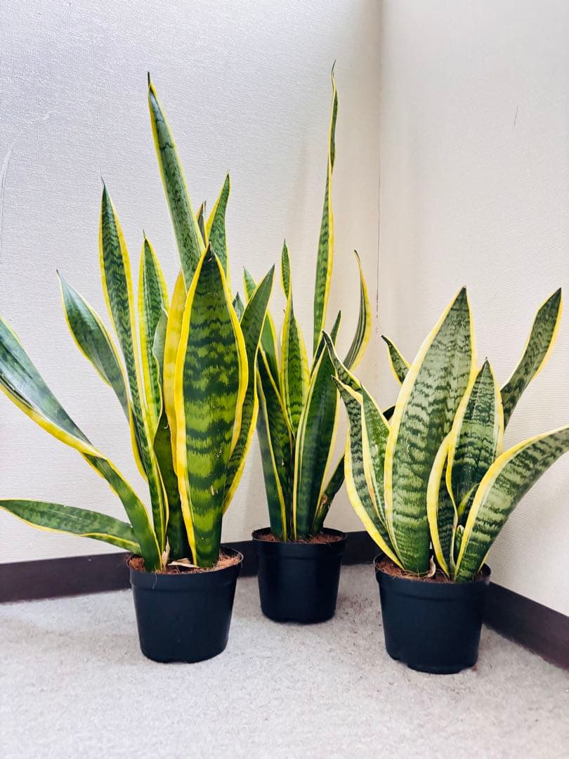 サンスベリア 3鉢セット観葉植物